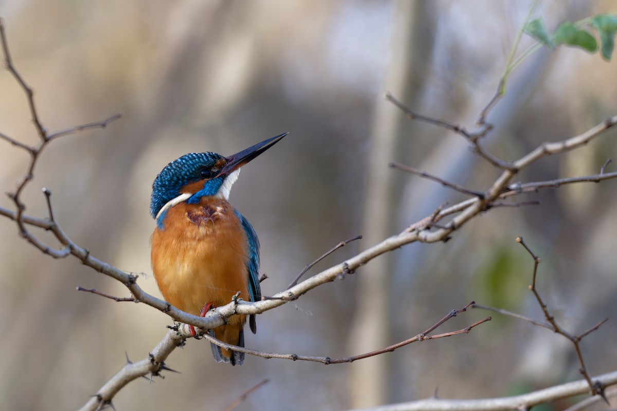 Common Kingfisher - ML645730114