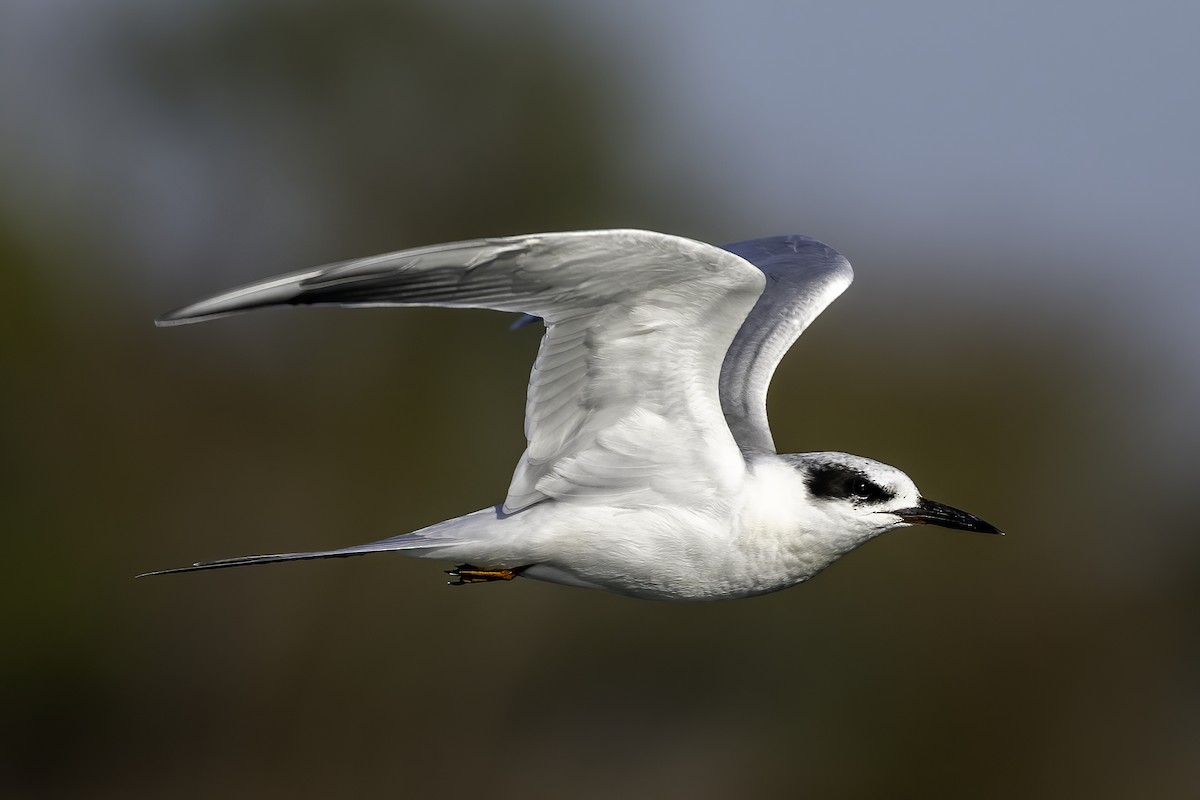 Forster's Tern - ML645730117