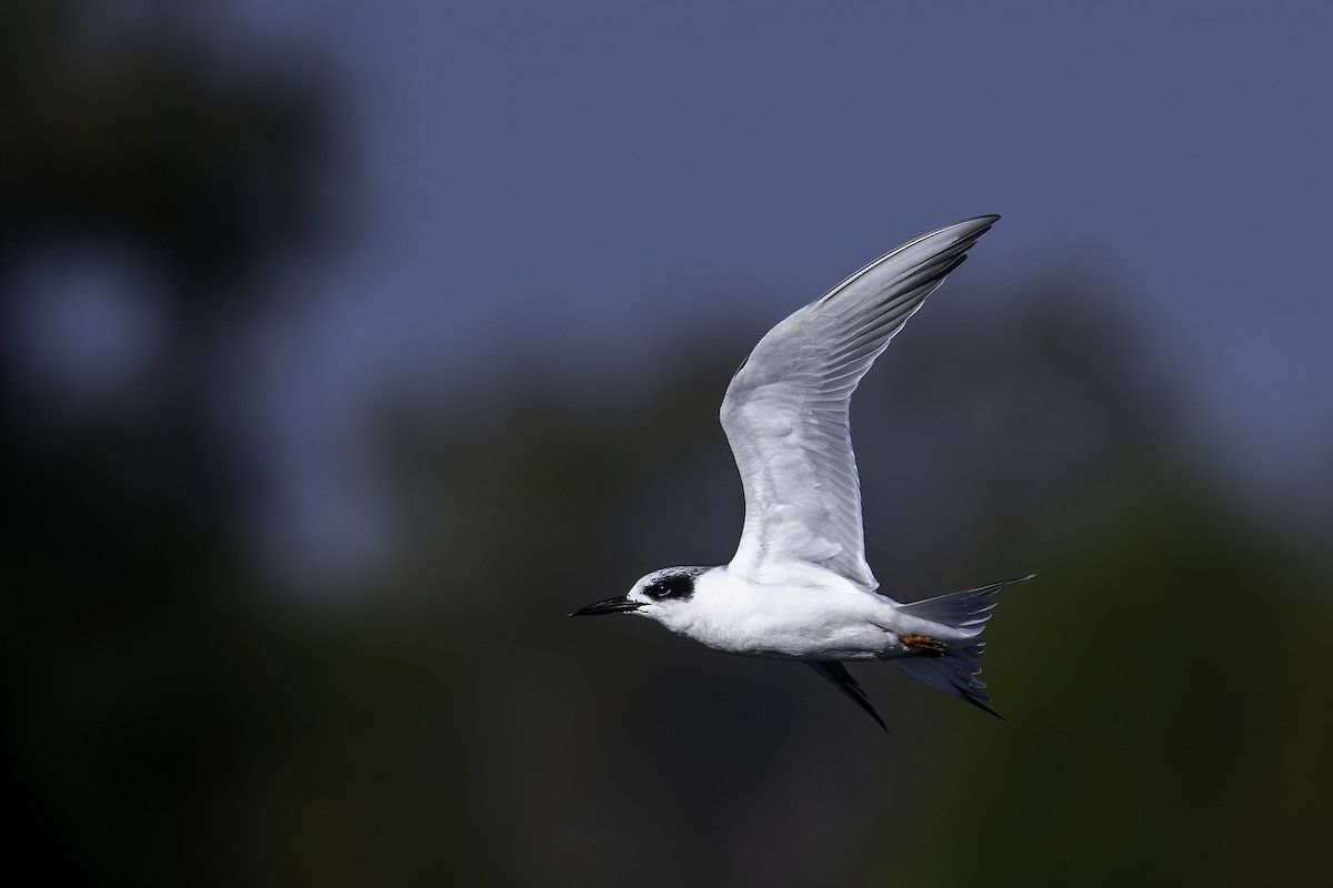 Forster's Tern - ML645730118