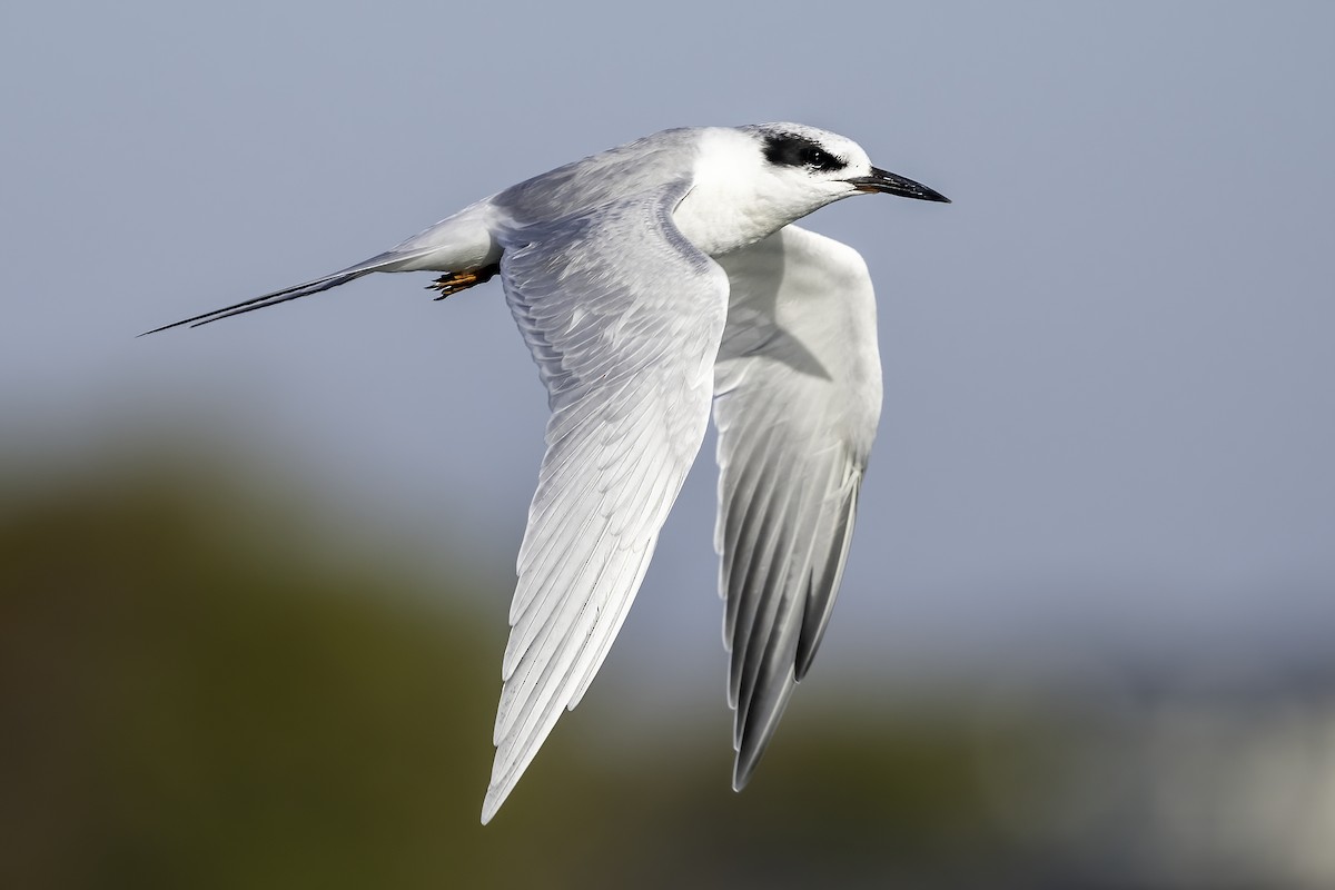 Forster's Tern - ML645730119