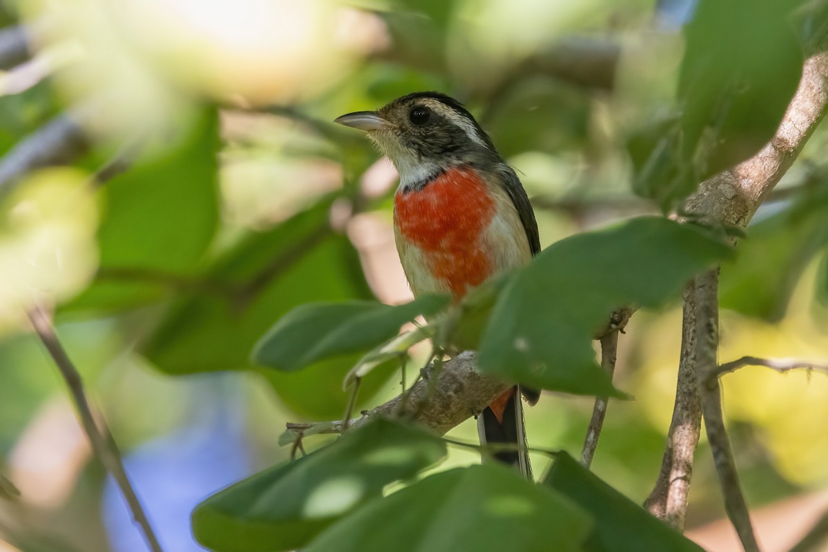 Red-breasted Chat - ML645730120