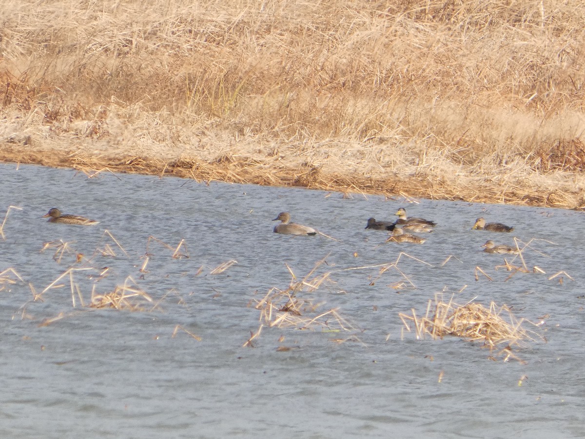 赤膀鴨 - ML645730132