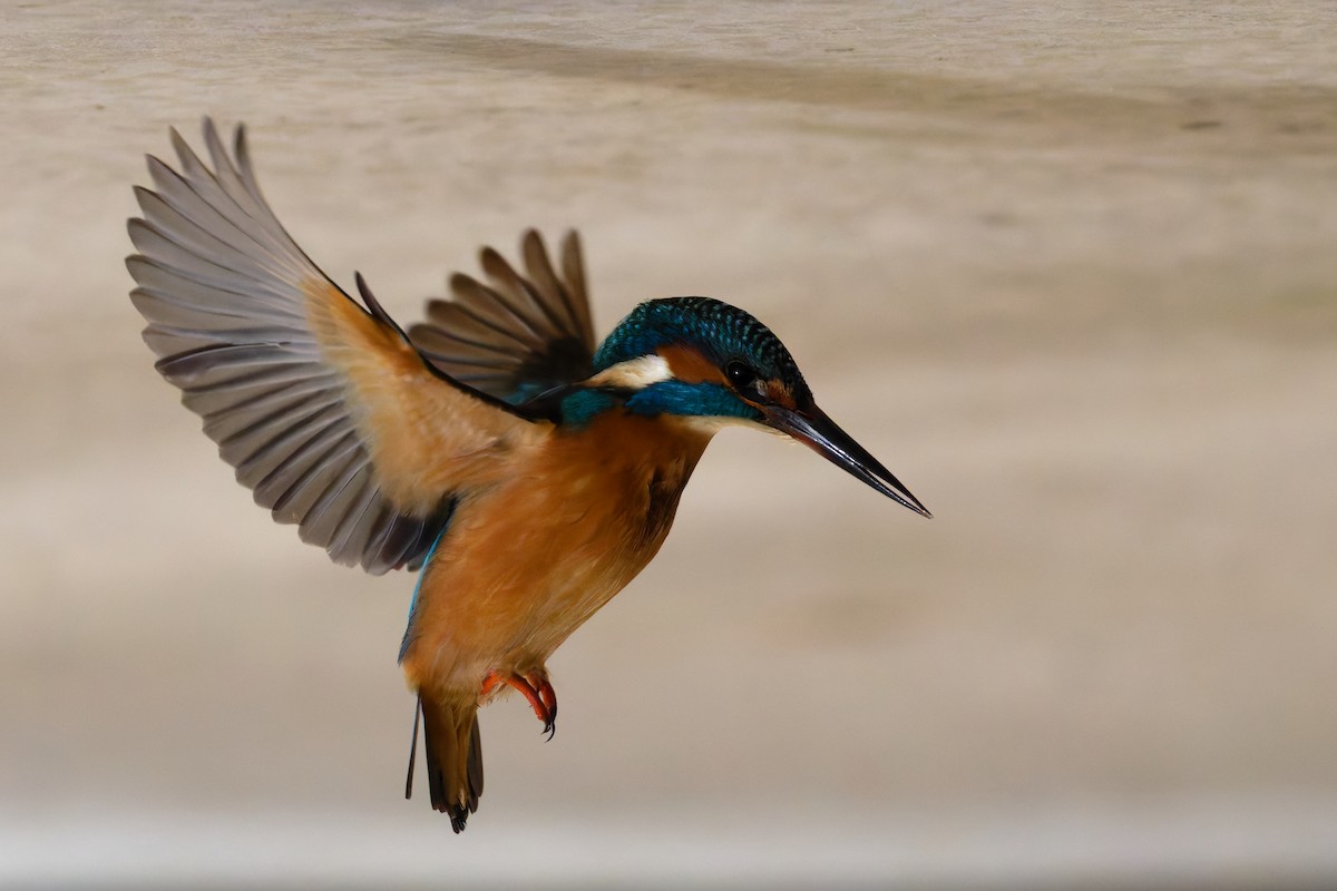 Common Kingfisher - ML645730134