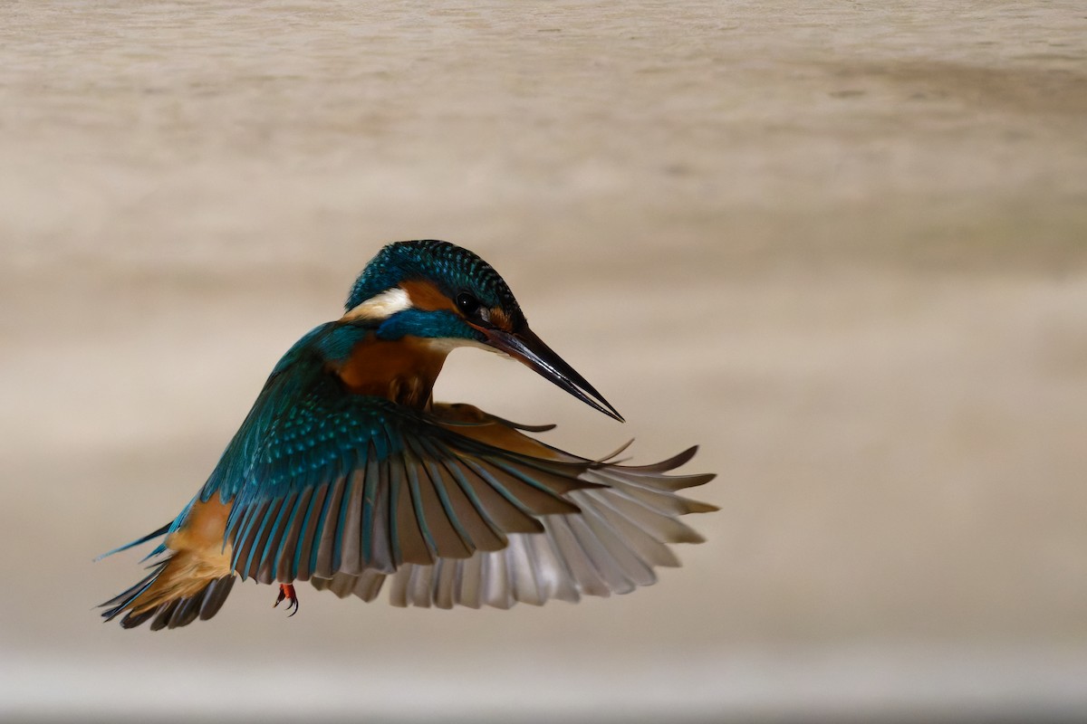 Common Kingfisher - ML645730141