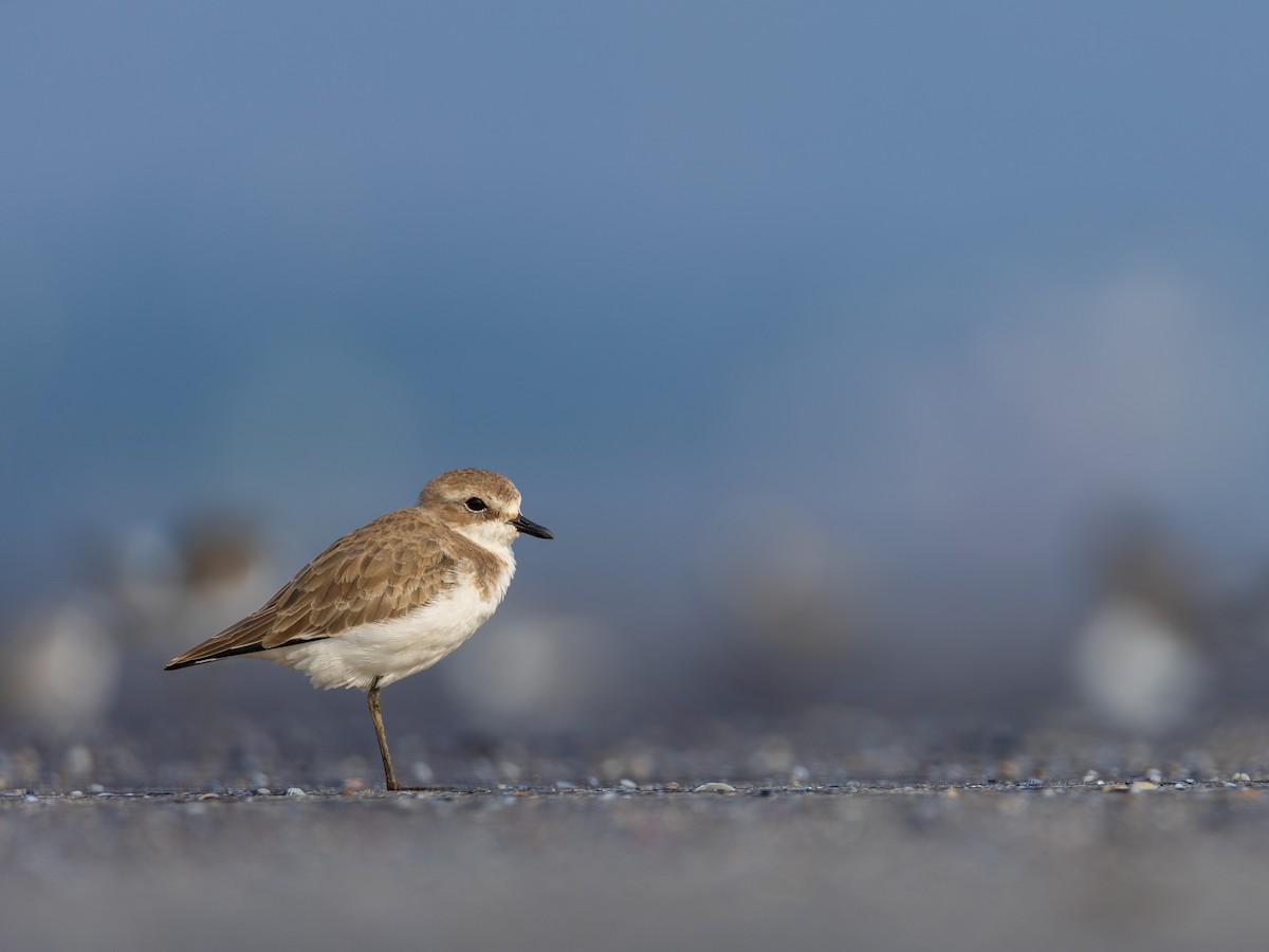 Greater Sand-Plover - ML645730151