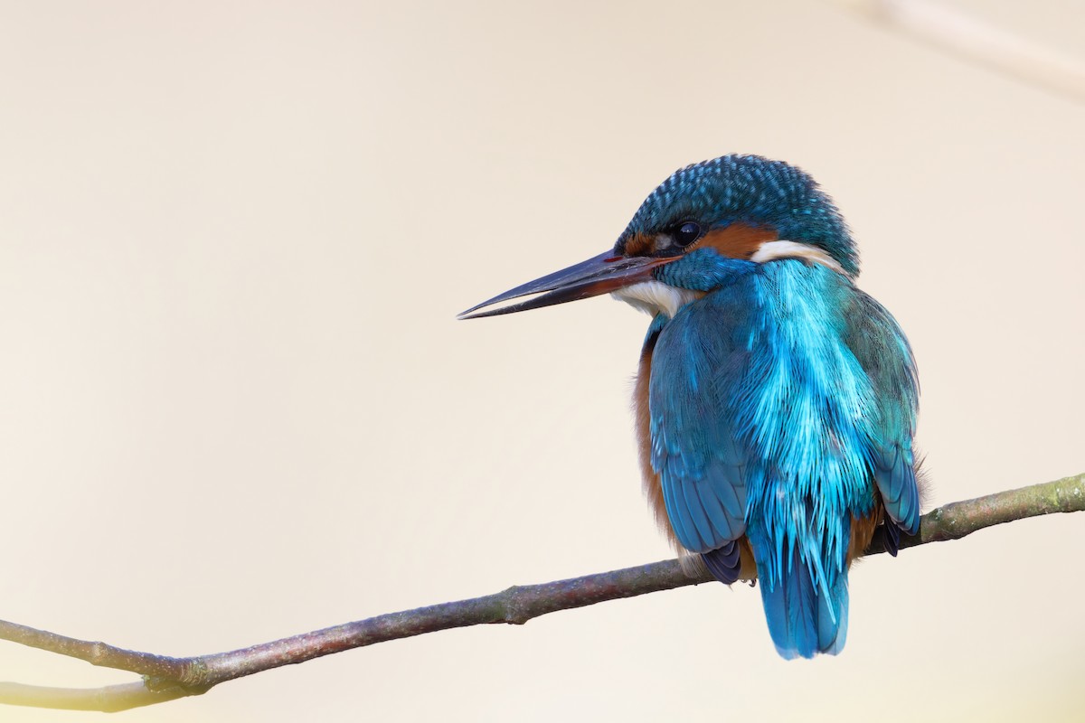 Common Kingfisher - ML645730153