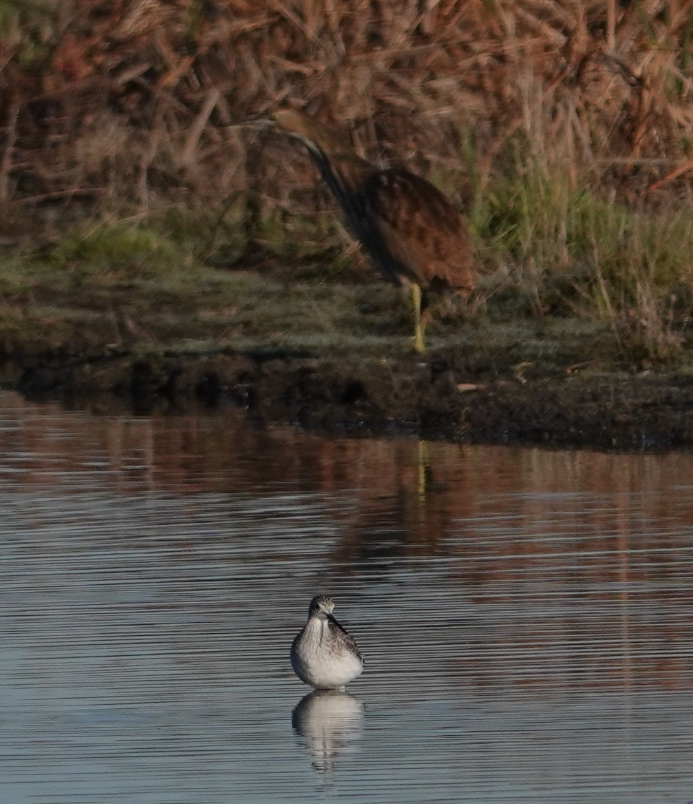 Greater Yellowlegs - ML645730159