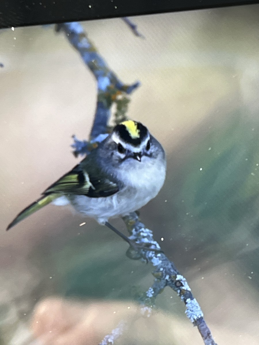 Golden-crowned Kinglet - ML645730167