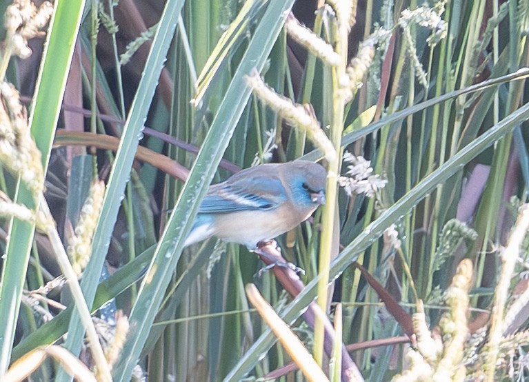 Lazuli Bunting - ML645730168