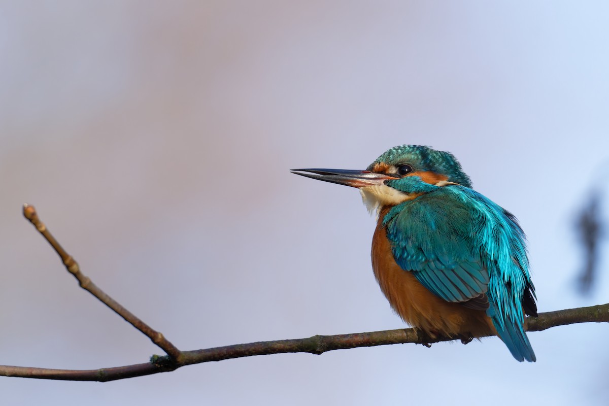 Common Kingfisher - ML645730172