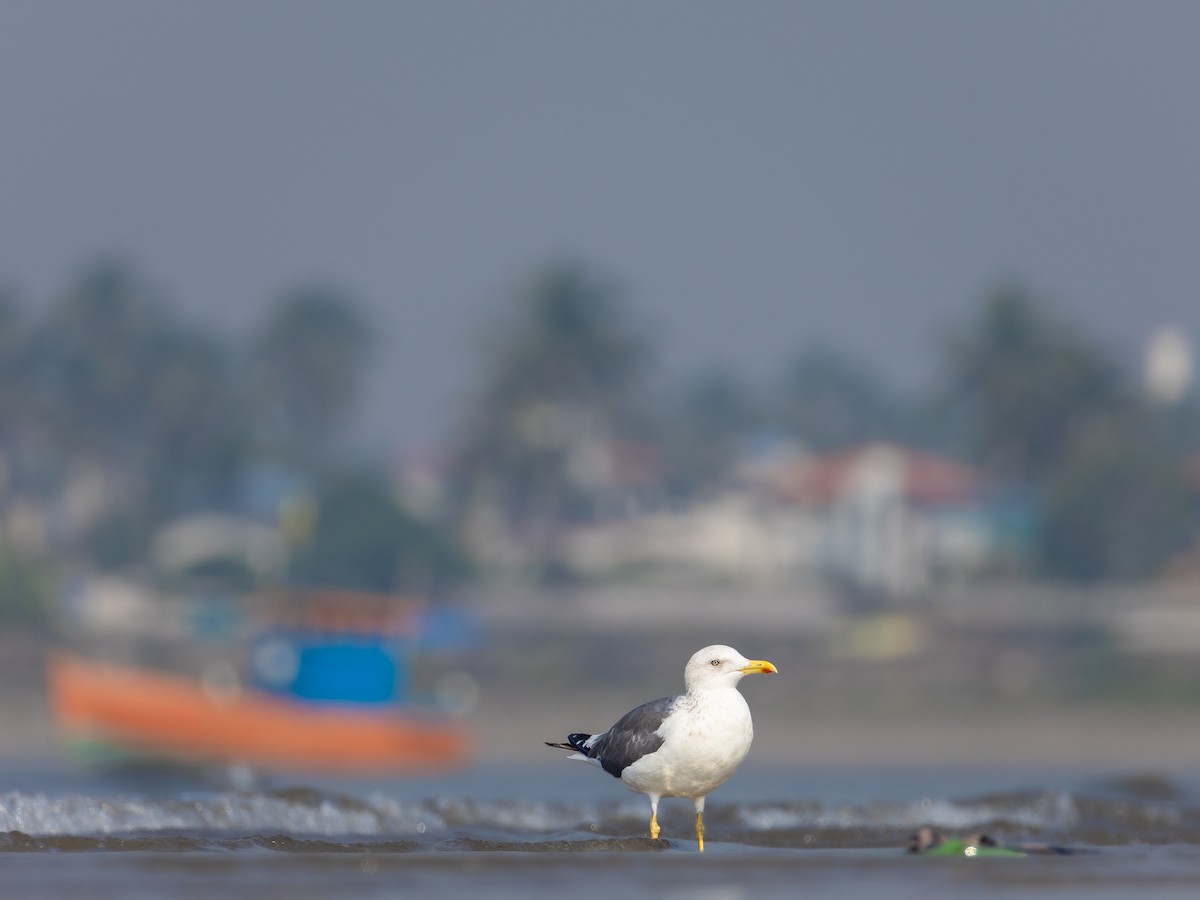 Zafferano - ML645730175