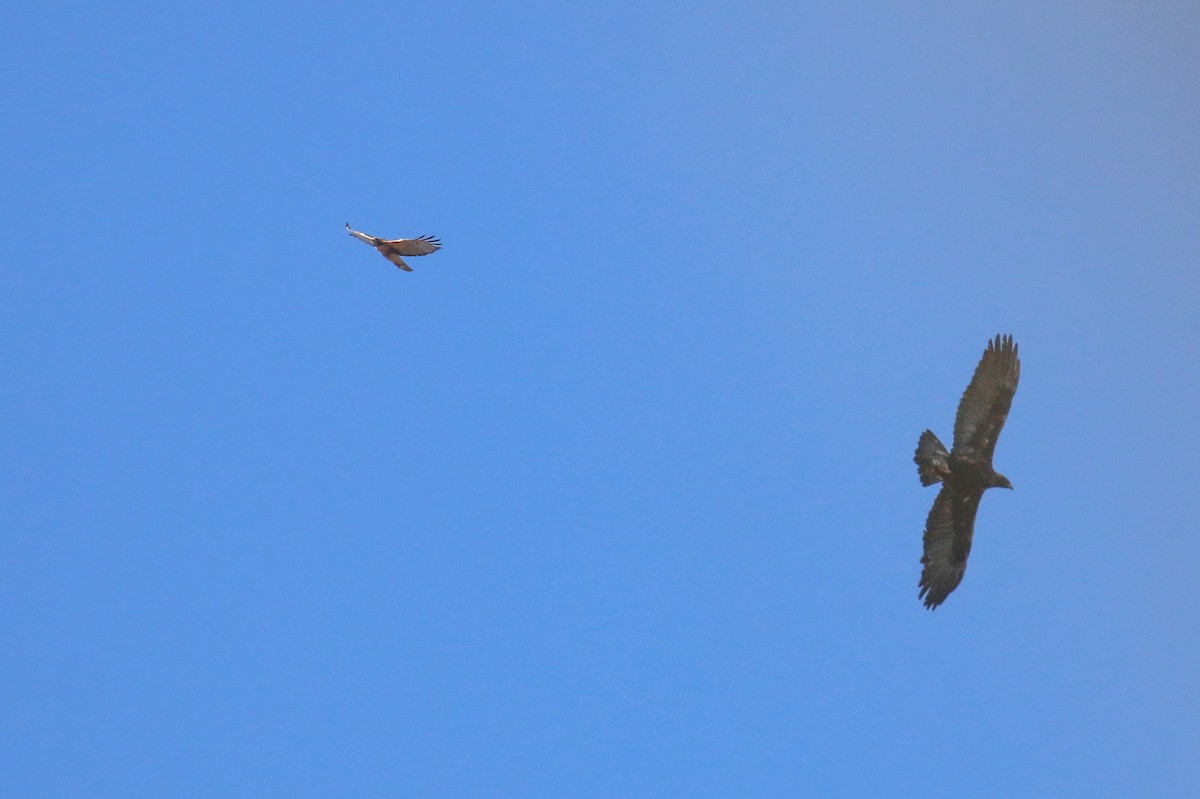 Golden Eagle - ML645730176