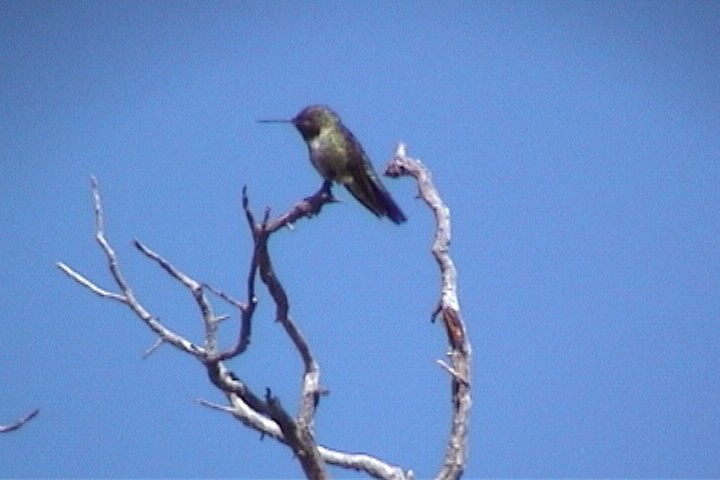 kalypta širokoocasá - ML645730178