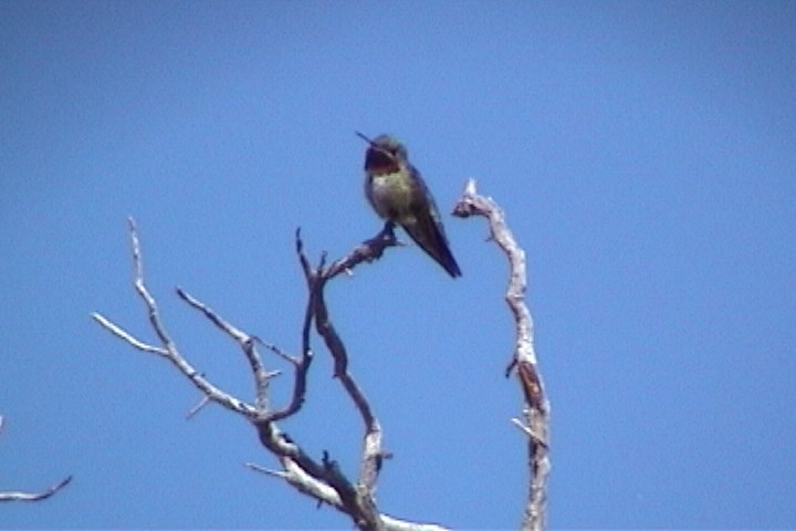 kalypta širokoocasá - ML645730179