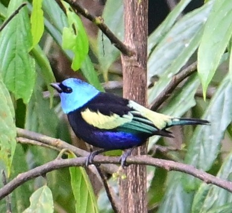 Лазурноголовая танагра - ML645730180