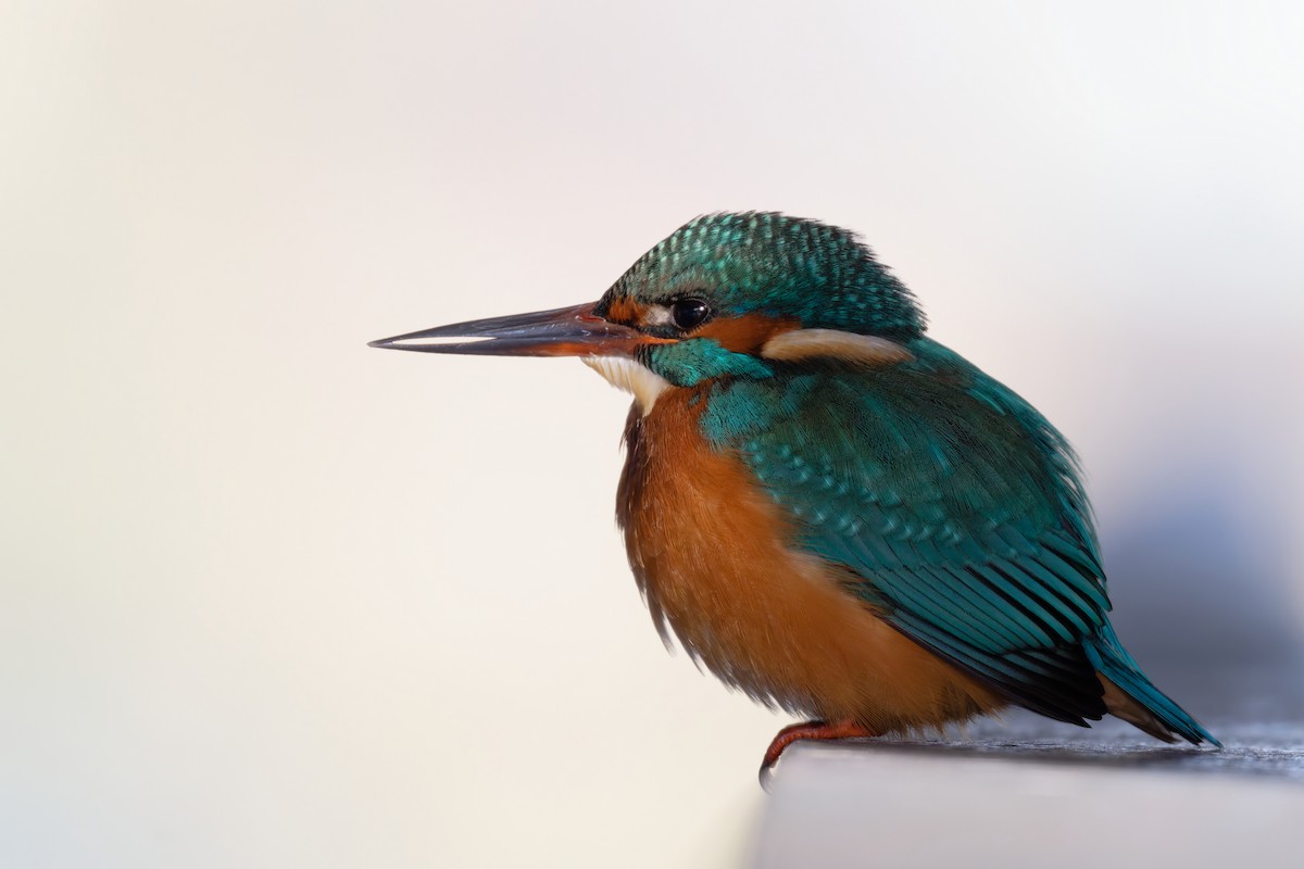 Common Kingfisher - ML645730201