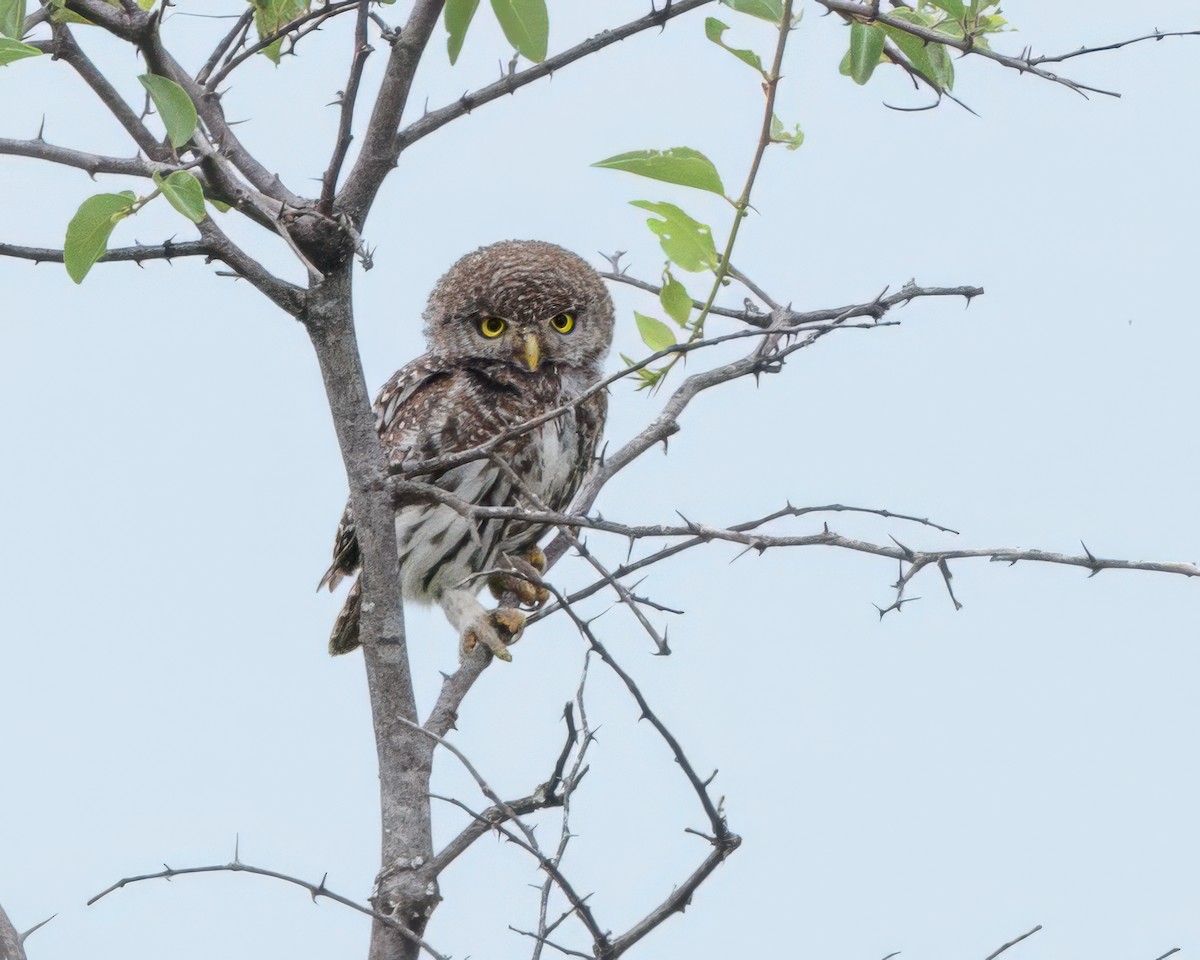Pearl-spotted Owlet - ML645730203