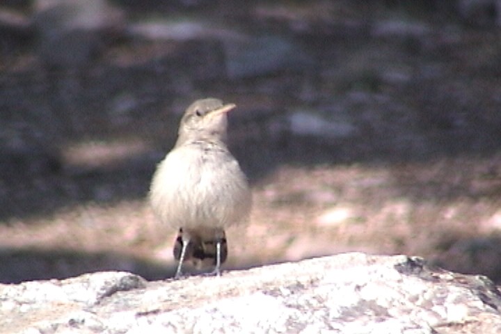 střízlík skalní - ML645730205