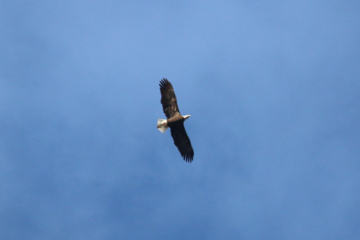 Bald Eagle - ML645730206