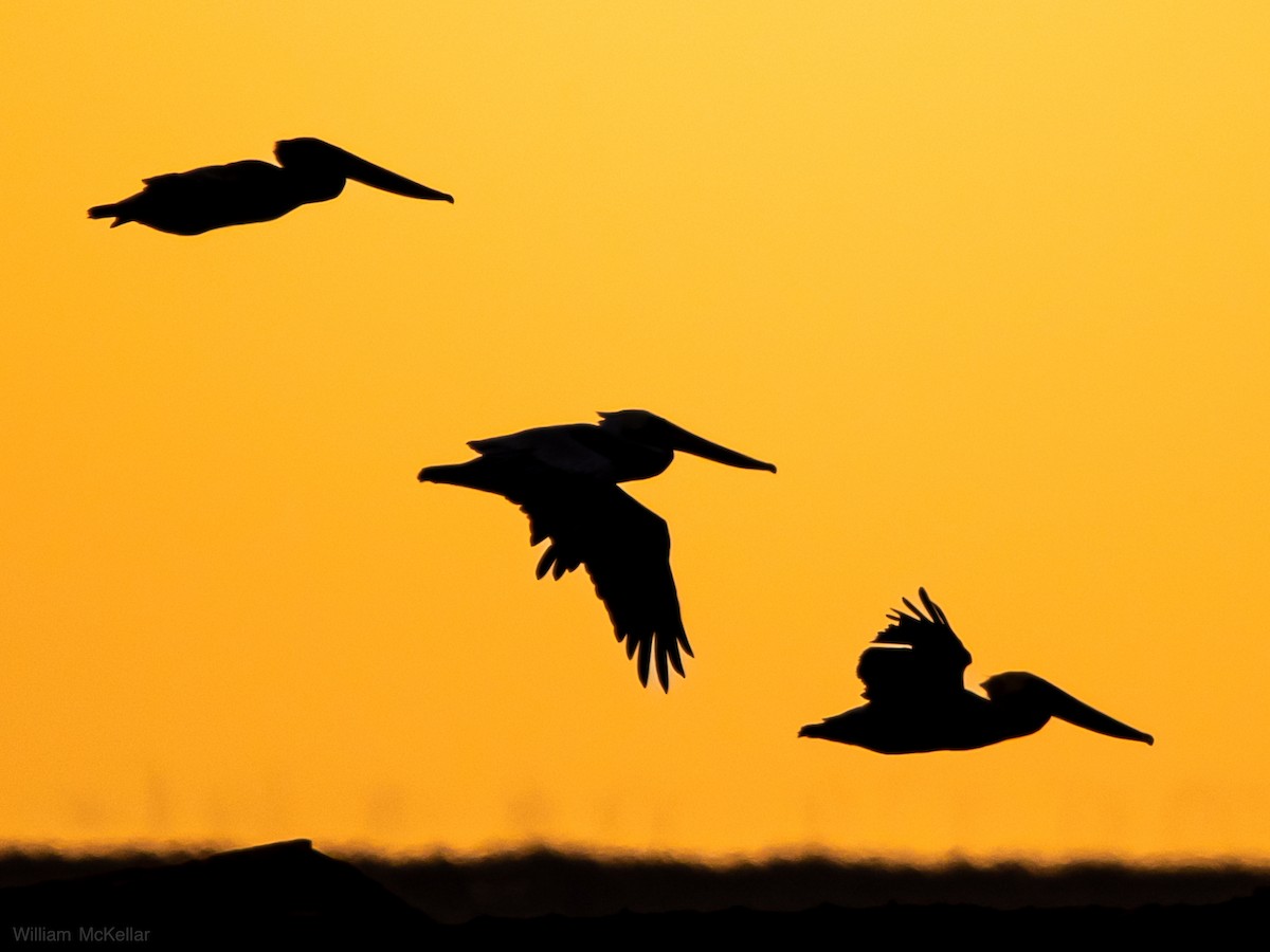 Brown Pelican - ML645730207