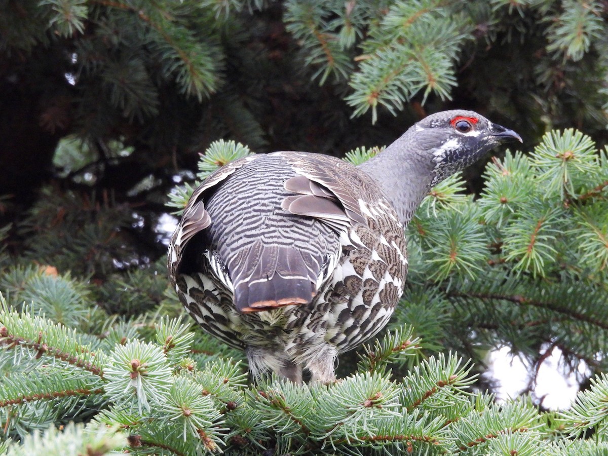 Spruce Grouse - ML645730209