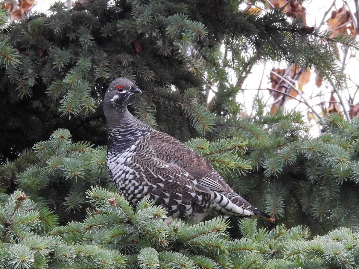 Spruce Grouse - ML645730210