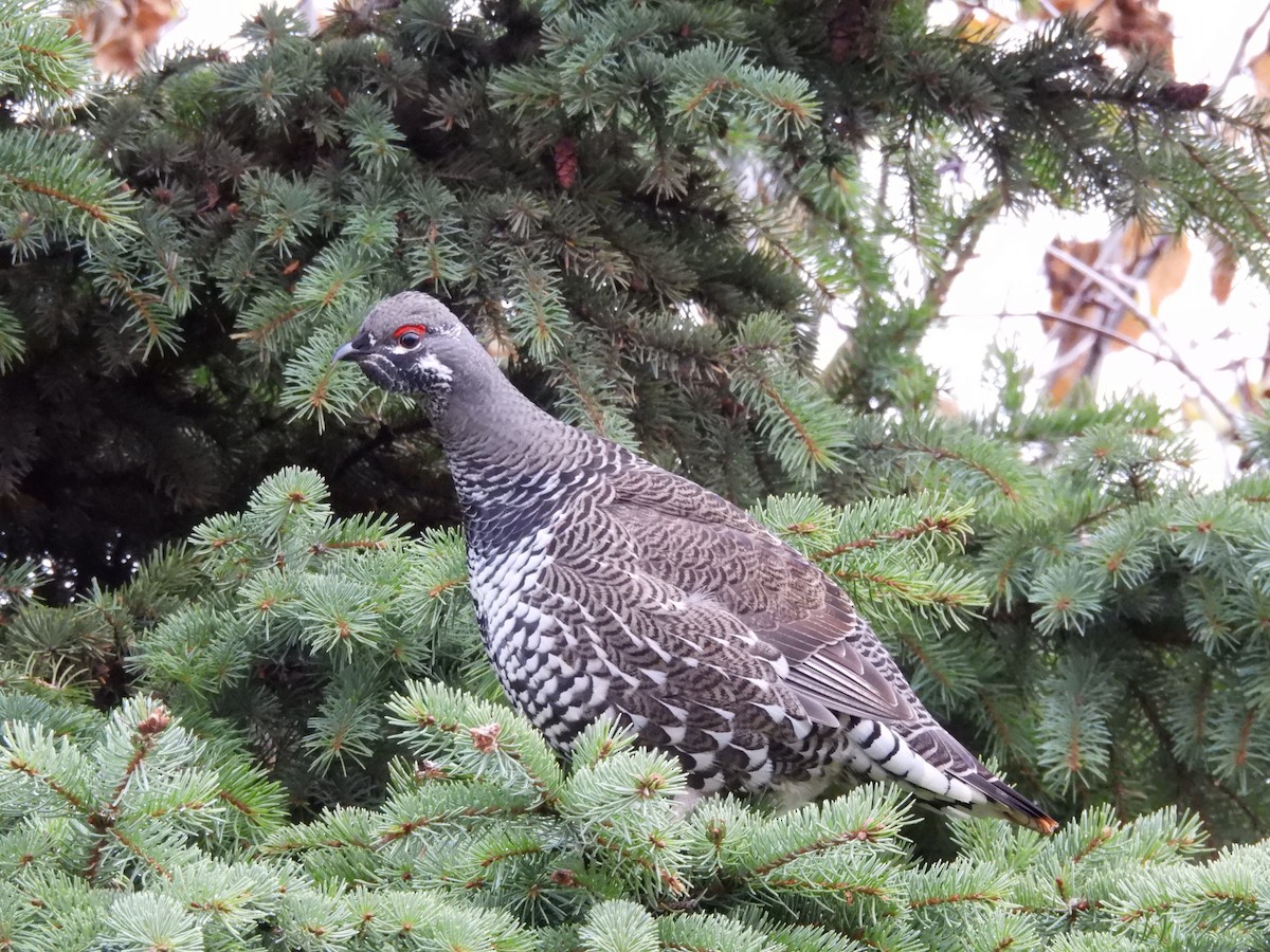 Spruce Grouse - ML645730211