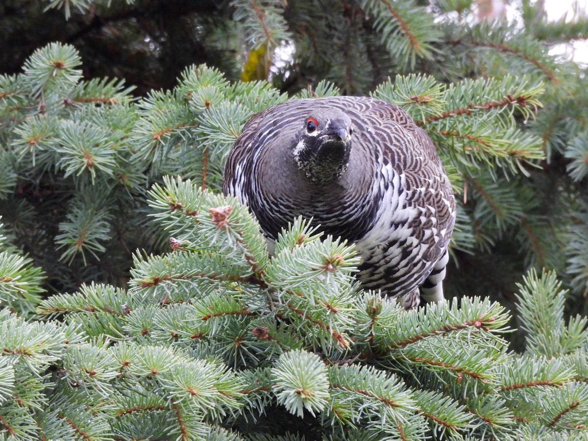 Spruce Grouse - ML645730212