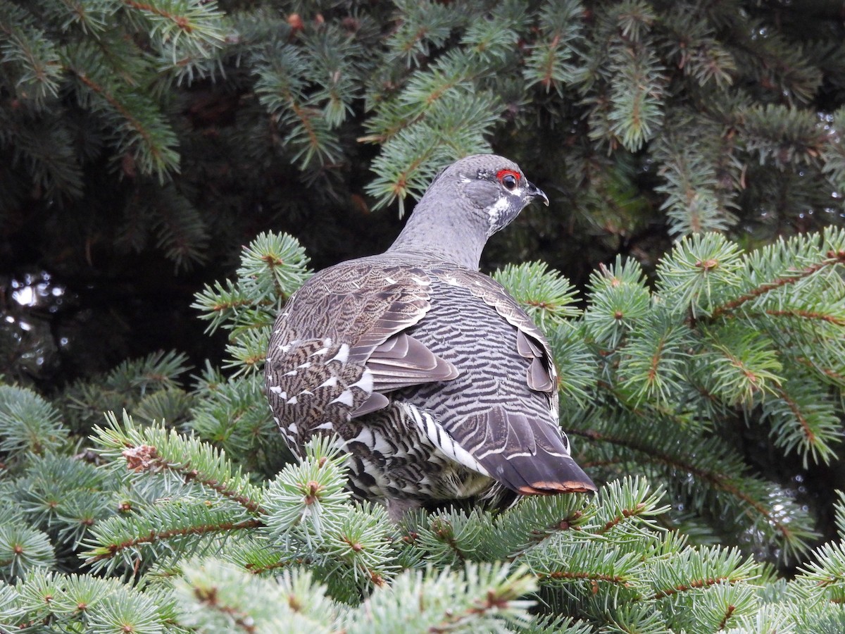 Spruce Grouse - ML645730213