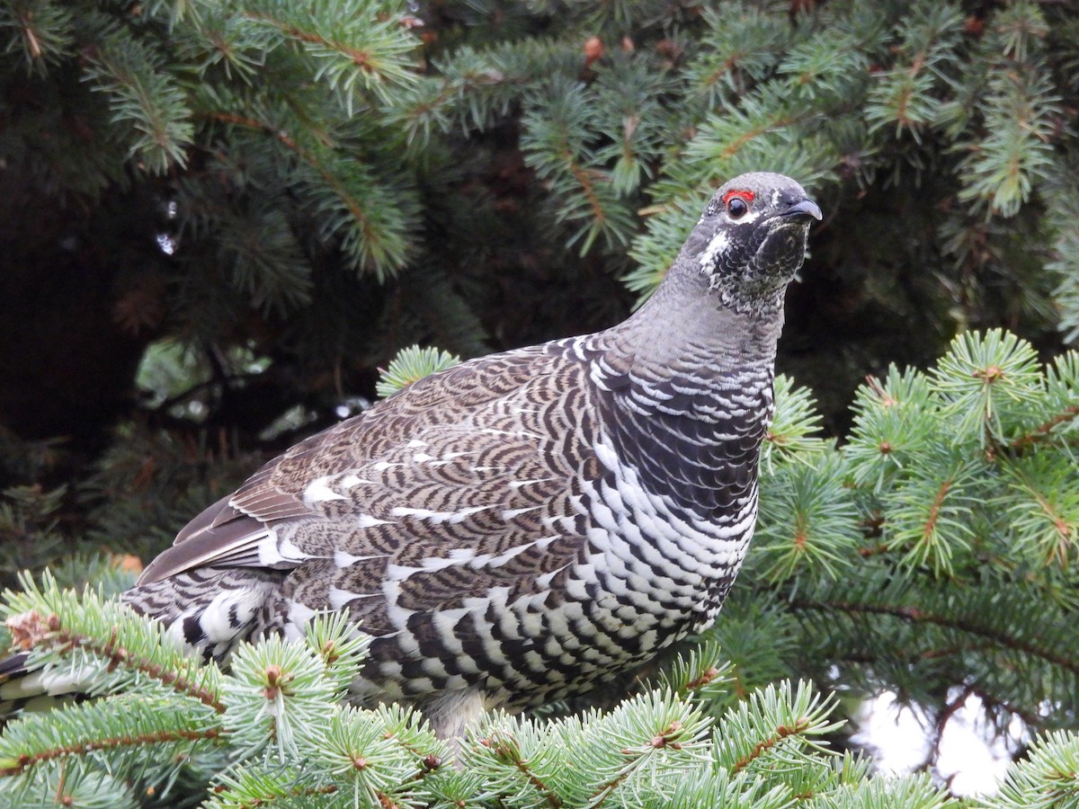 Spruce Grouse - ML645730214