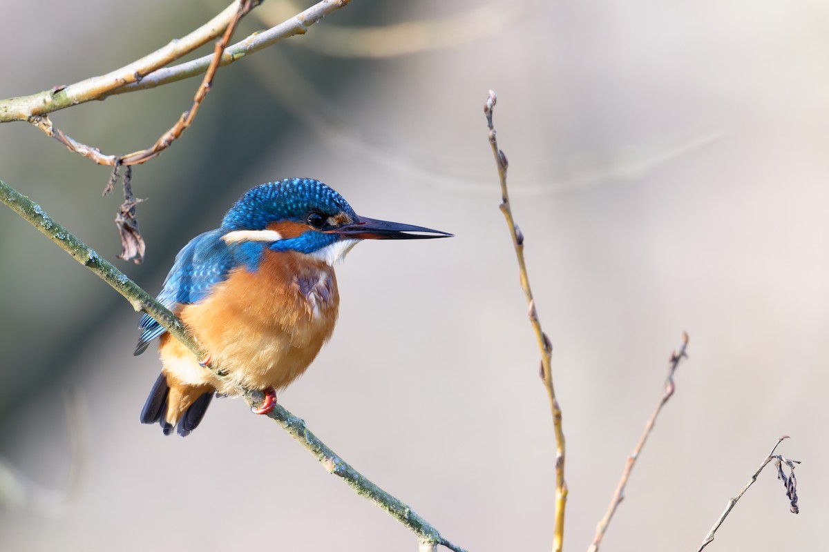 Common Kingfisher - ML645730216