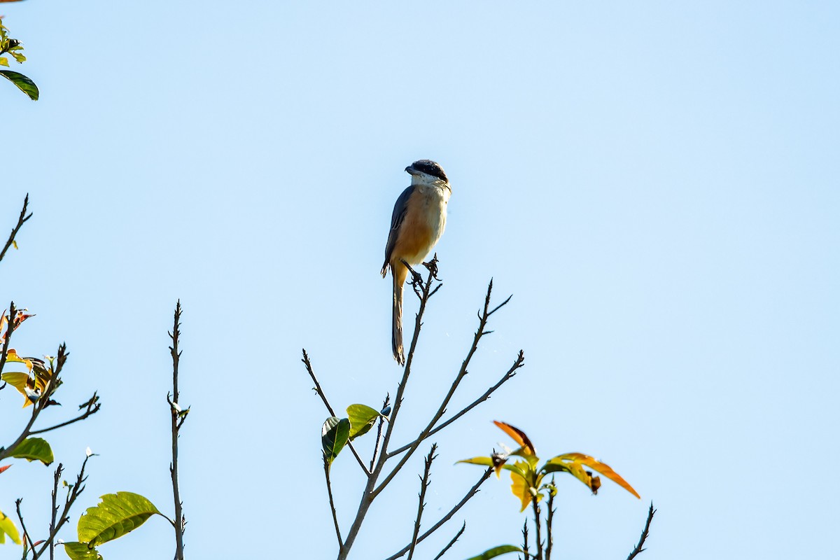 Gray-backed Shrike - ML645730219
