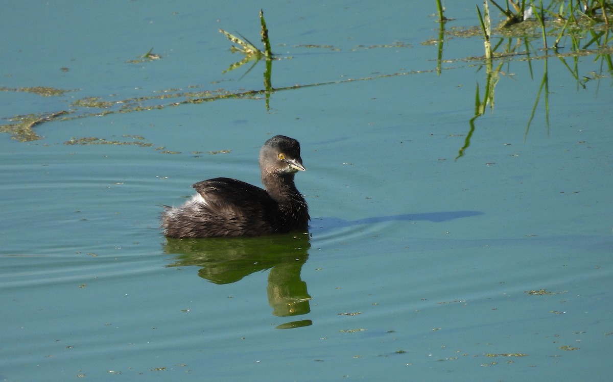 Least Grebe - ML645730220