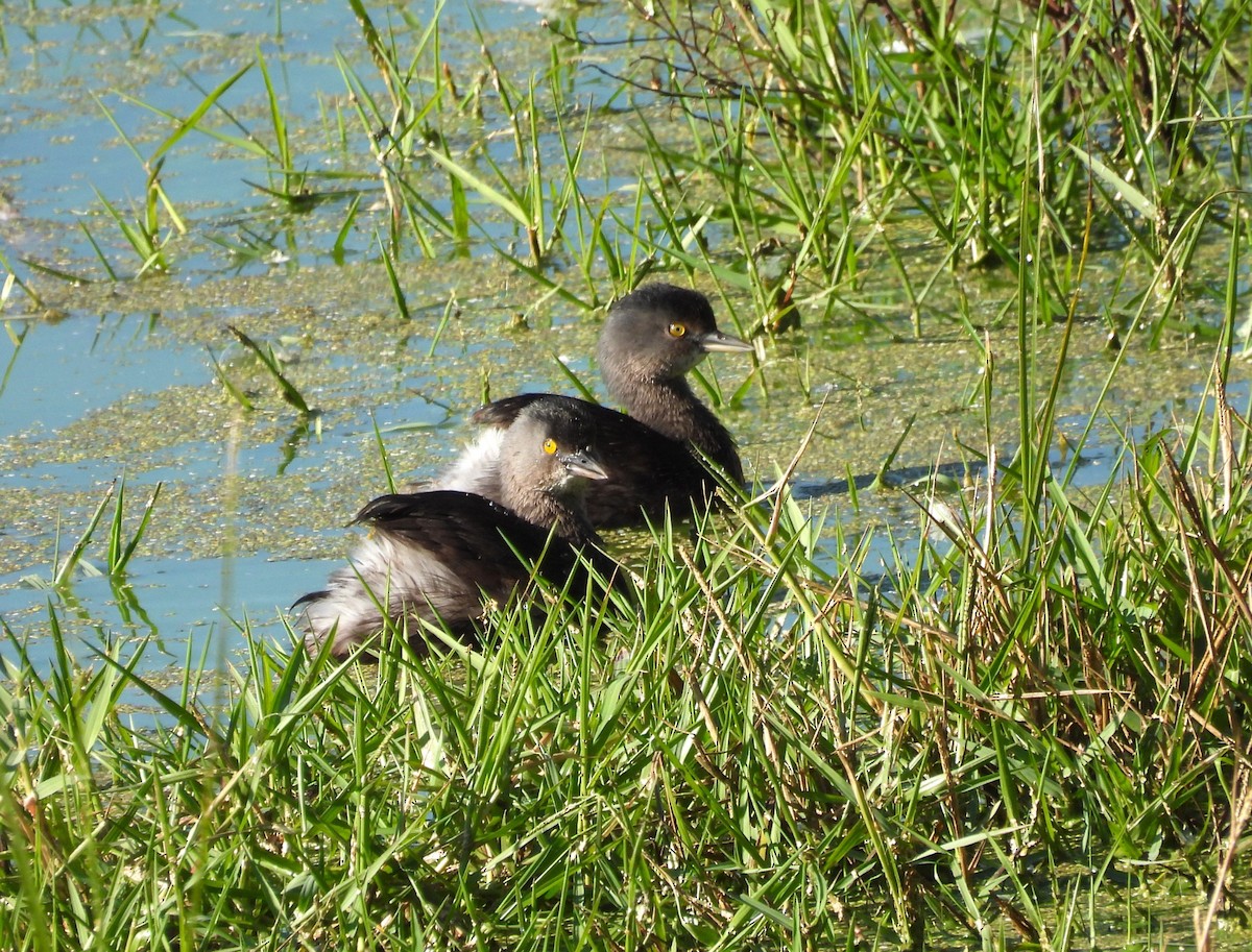 Least Grebe - ML645730221