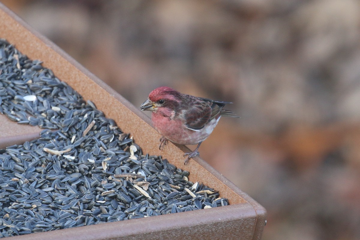 Purple Finch - ML645730225