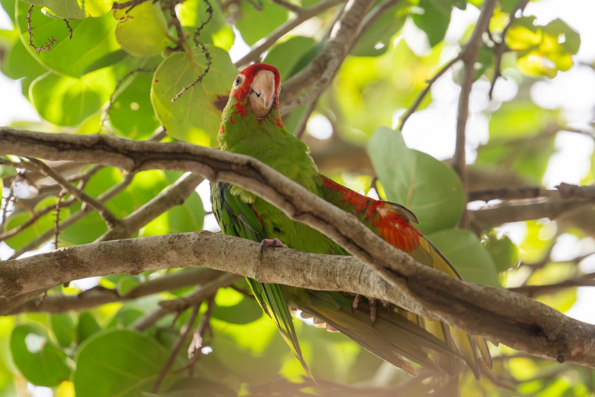 Red-masked Parakeet - ML645730226
