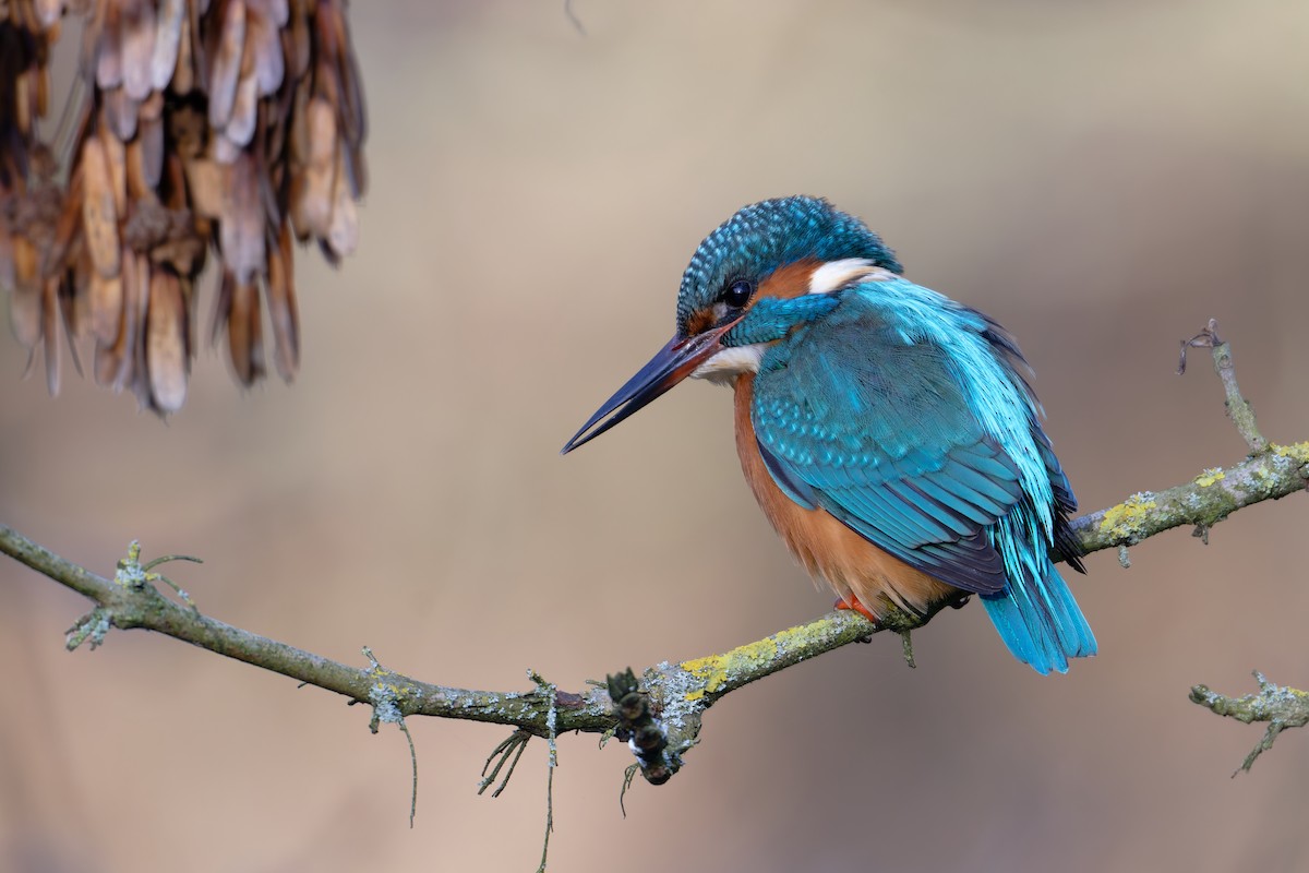 Common Kingfisher - ML645730227