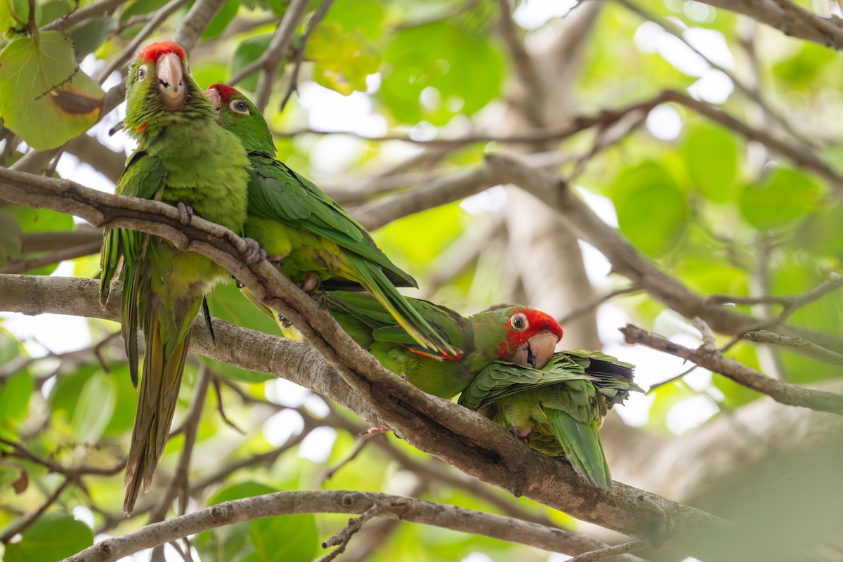 Red-masked Parakeet - ML645730228