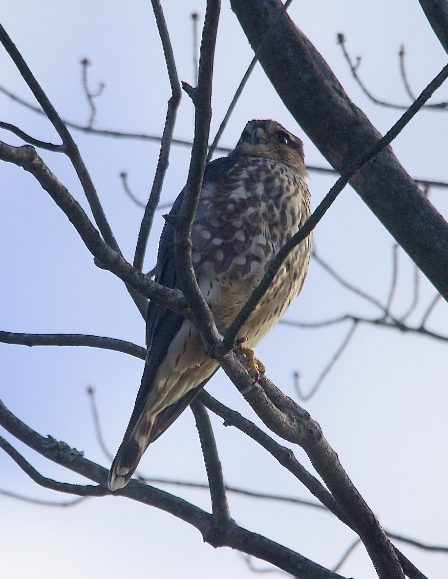 灰背隼 - ML645730229