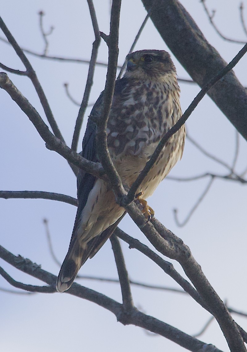 灰背隼 - ML645730230