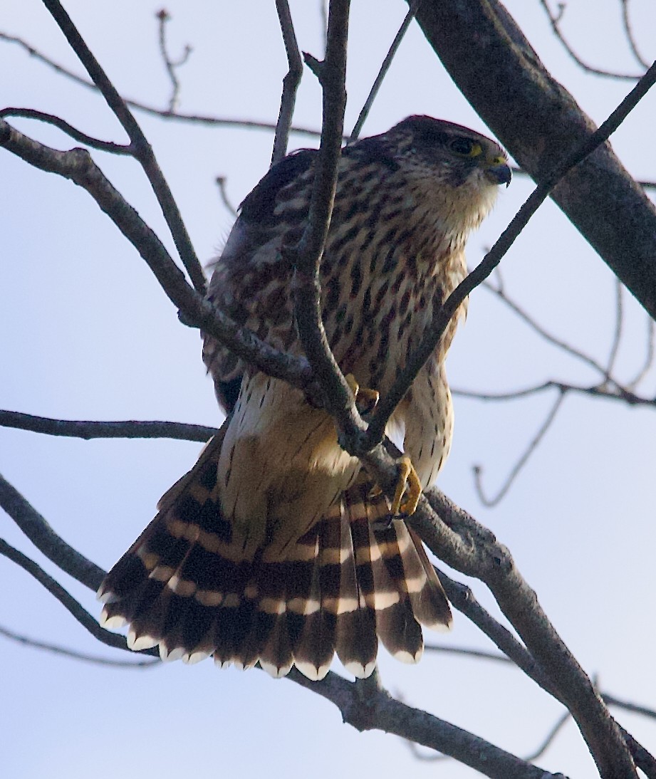 灰背隼 - ML645730231