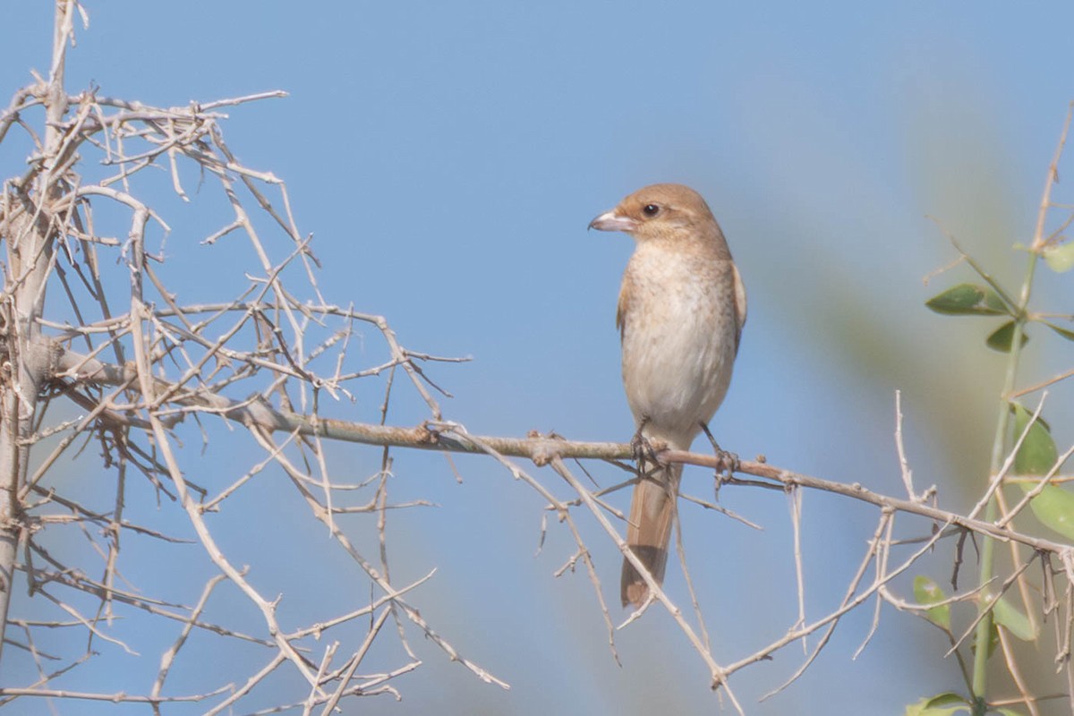 Isabellwürger (isabellinus) - ML645730233