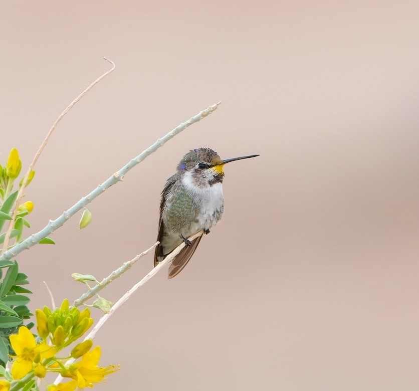 Costa's Hummingbird - ML645730257