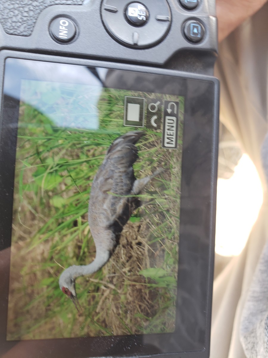 jeřáb kanadský - ML645730263