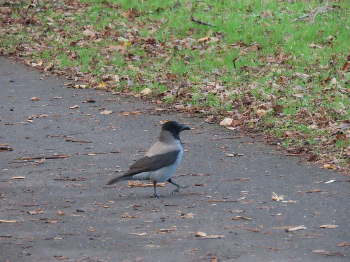 עורב אפור - ML645730266