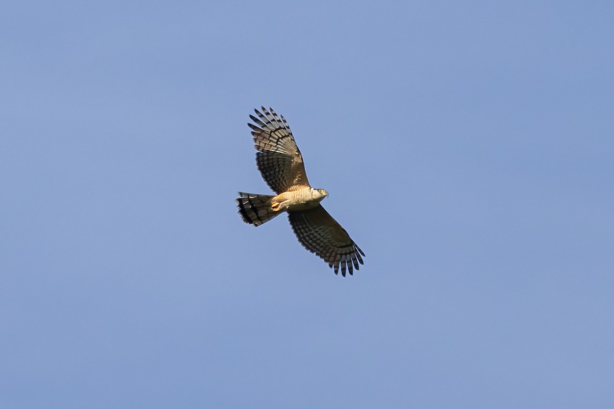 Hook-billed Kite - ML645730272
