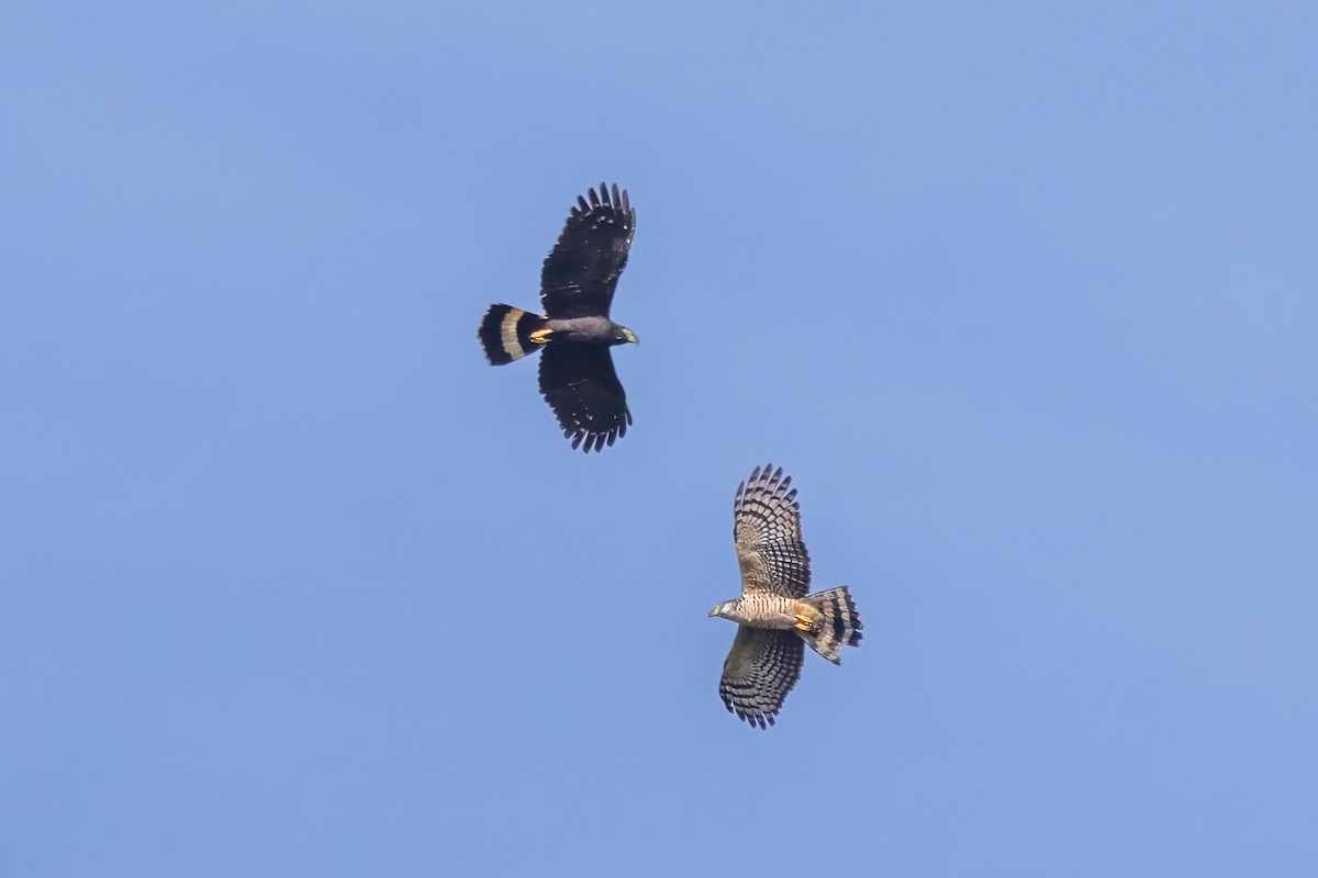 Hook-billed Kite - ML645730273
