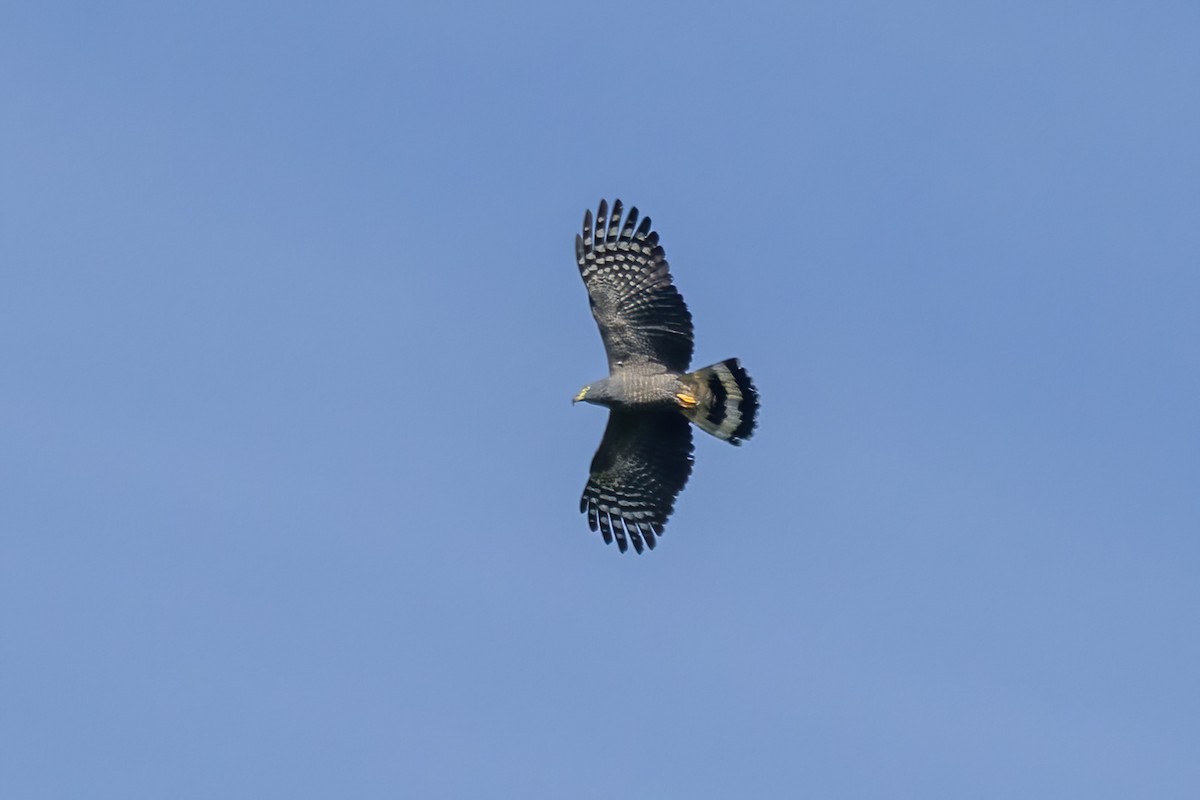 Hook-billed Kite - ML645730274