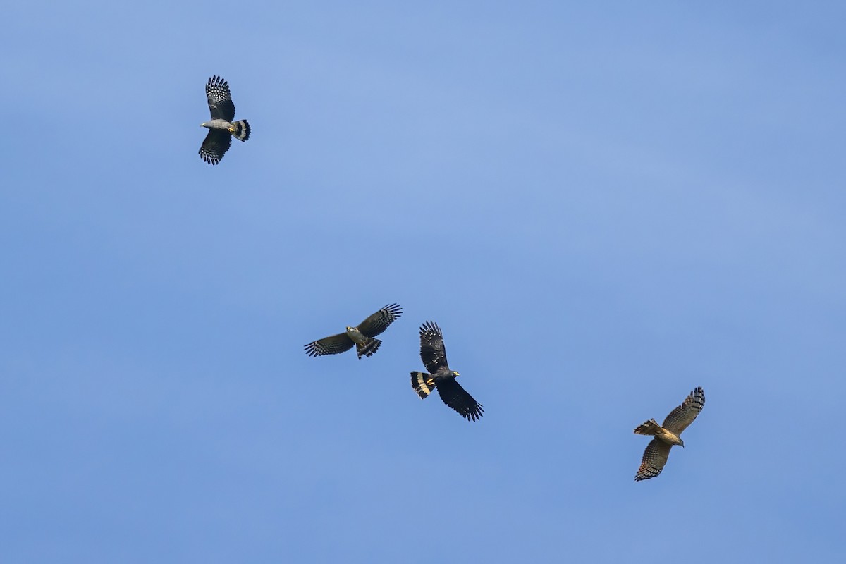 Hook-billed Kite - ML645730275