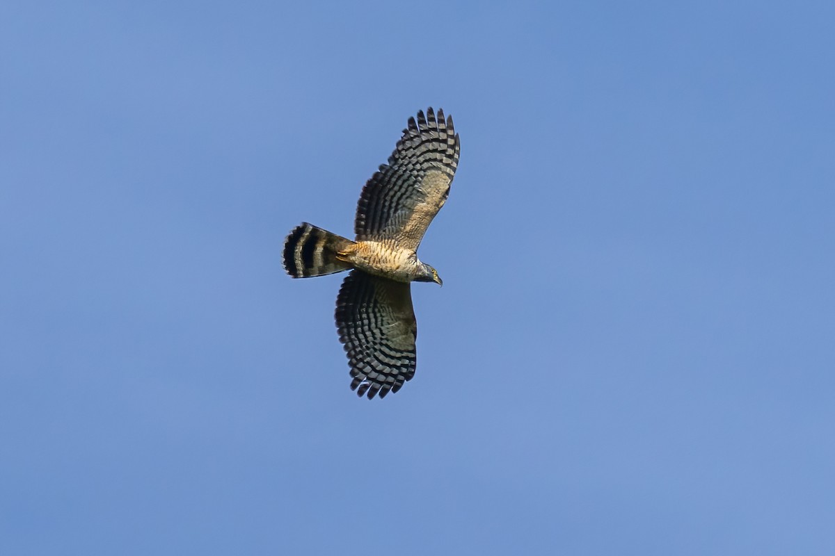 Hook-billed Kite - ML645730276